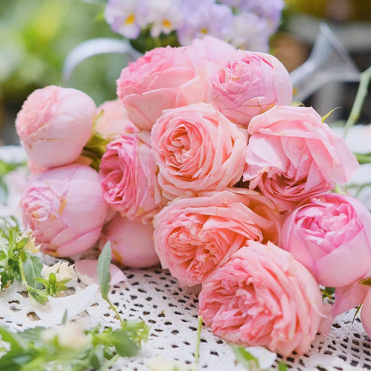 First Lady German Florist Shrub Rose