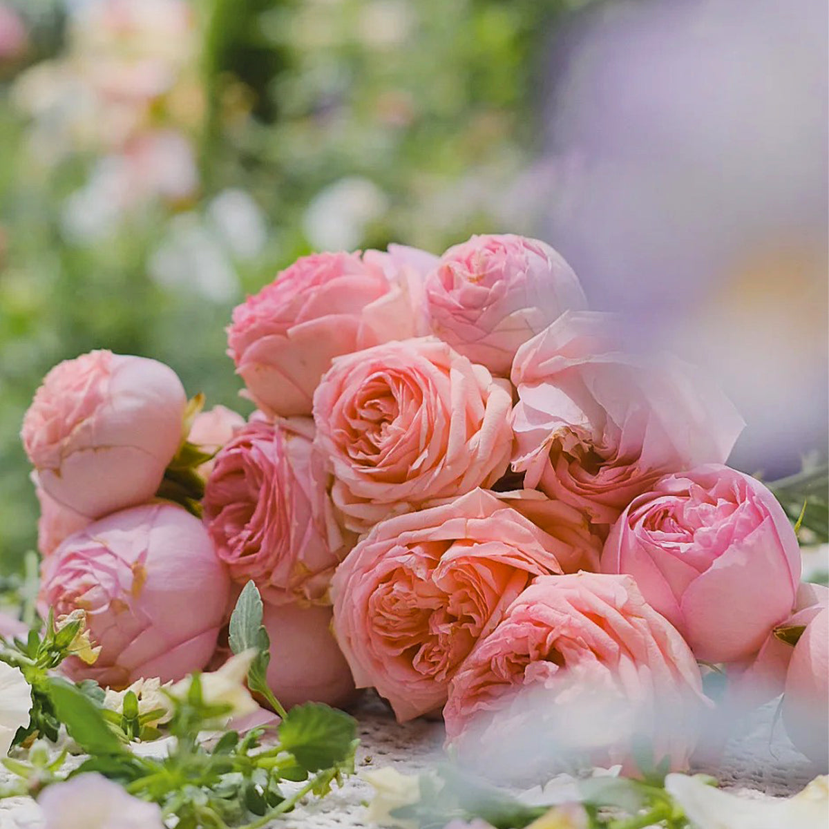 First Lady German Florist Shrub Rose