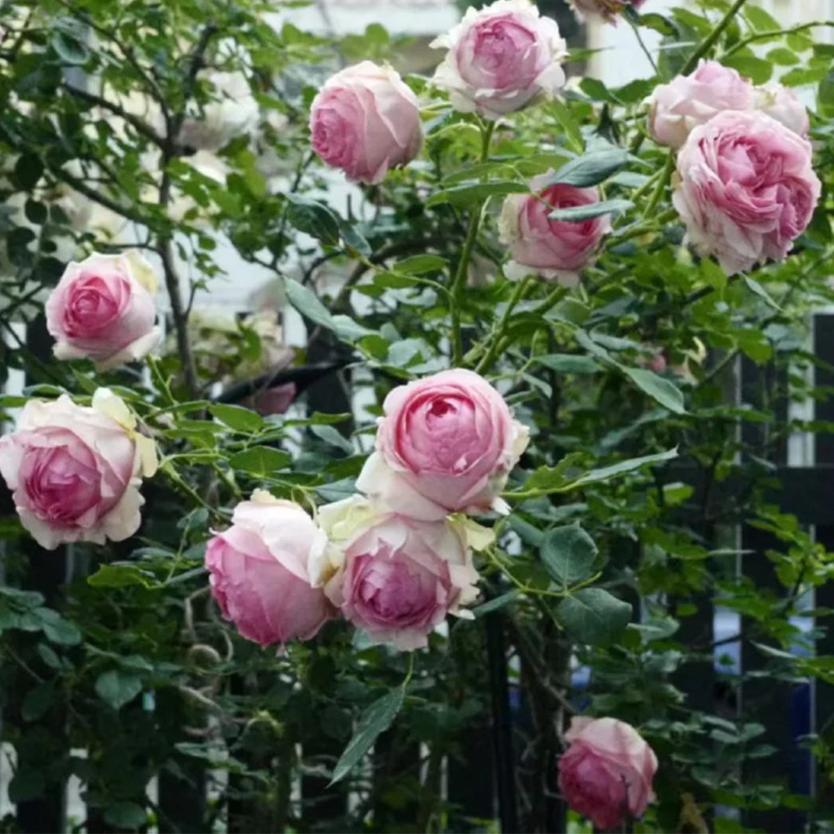 First Lady German Florist Shrub Rose