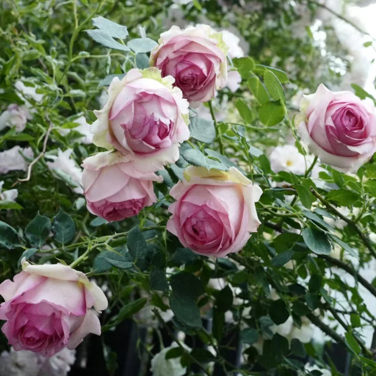 First Lady German Florist Shrub Rose