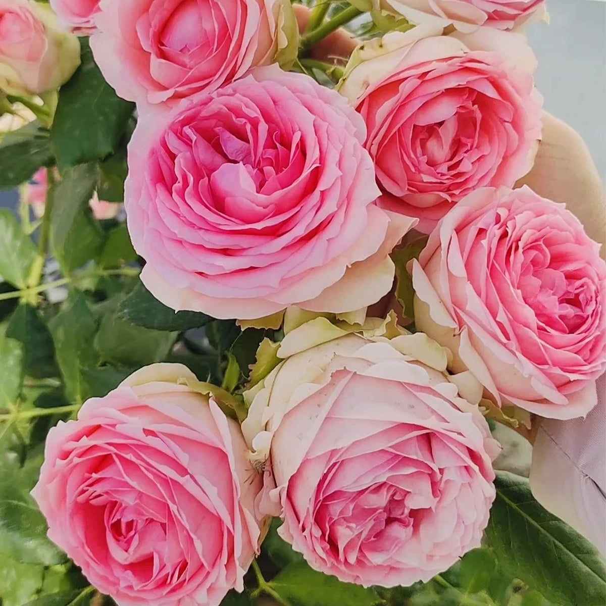 First Lady German Florist Shrub Rose