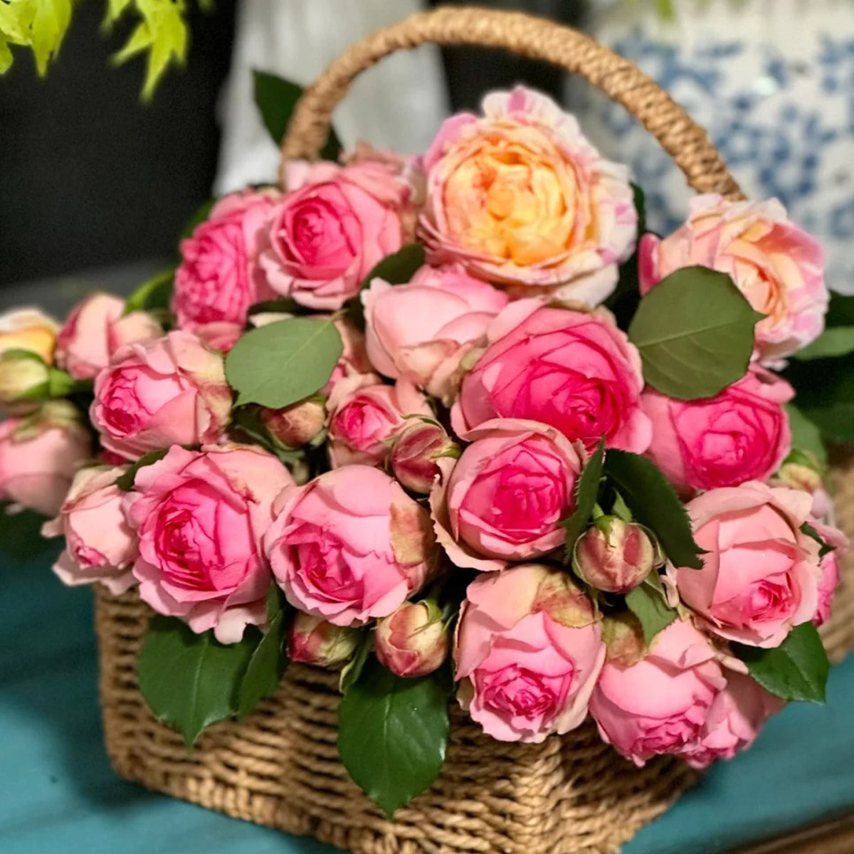 First Lady German Florist Shrub Rose