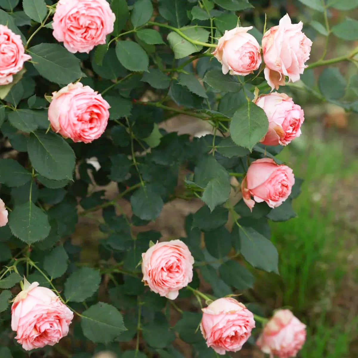 First Lady German Florist Shrub Rose