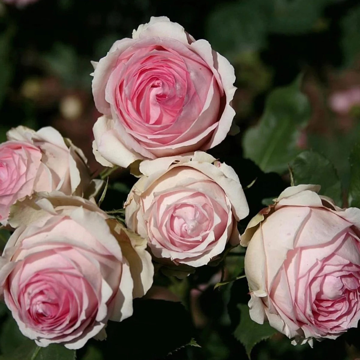 First Lady German Florist Shrub Rose