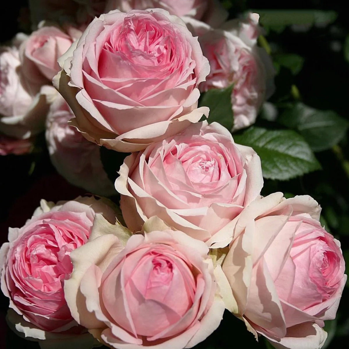First Lady German Florist Shrub Rose