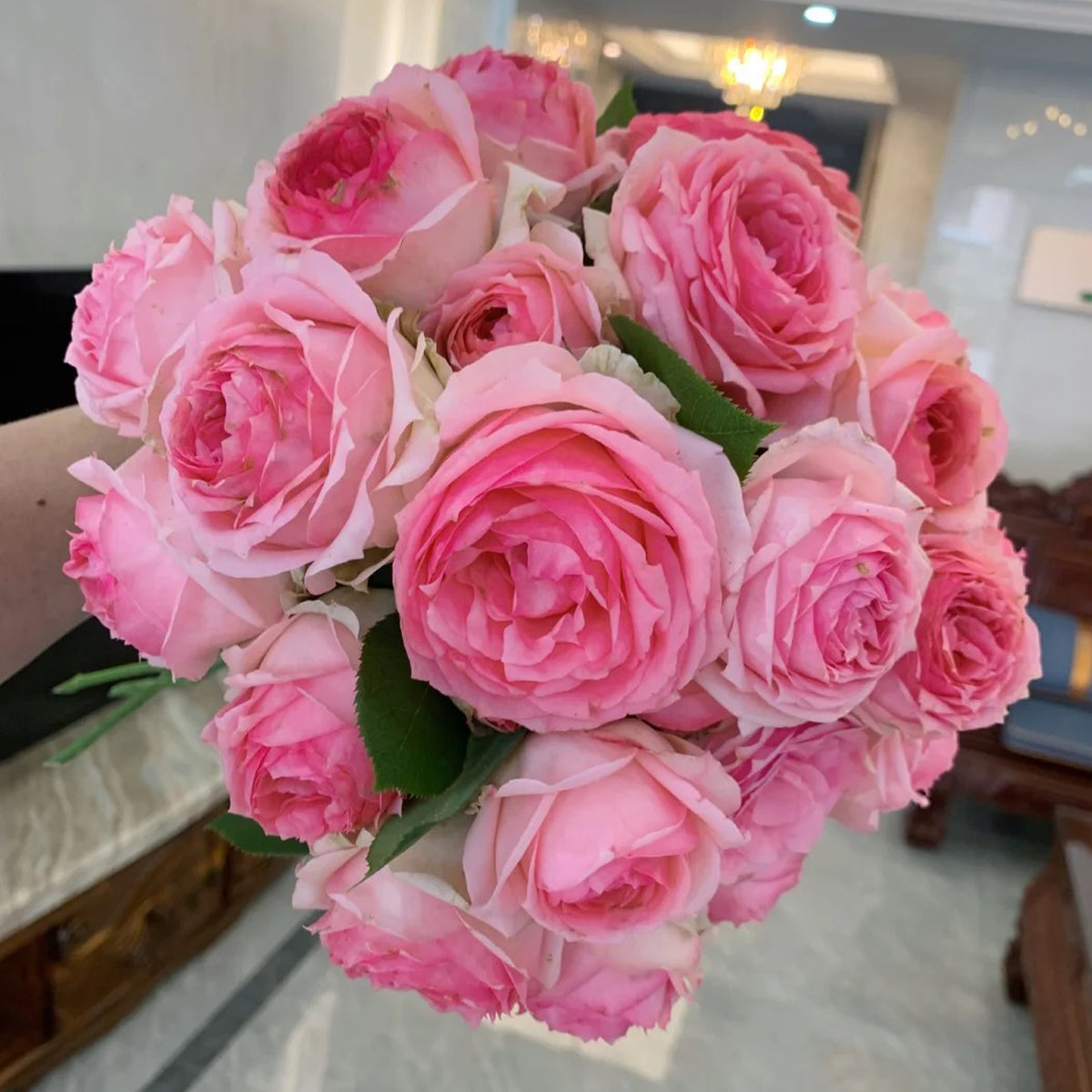 First Lady German Florist Shrub Rose