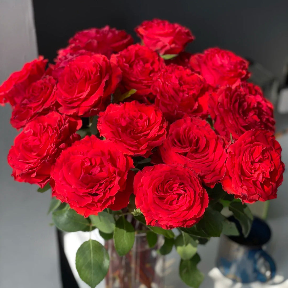 First Love Florist Shrub Rose