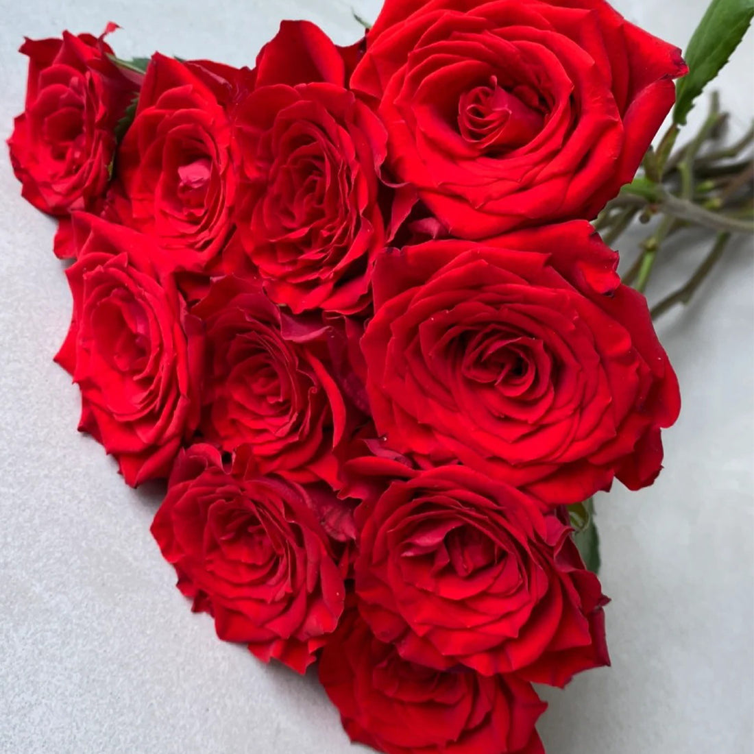 First Love Florist Shrub Rose