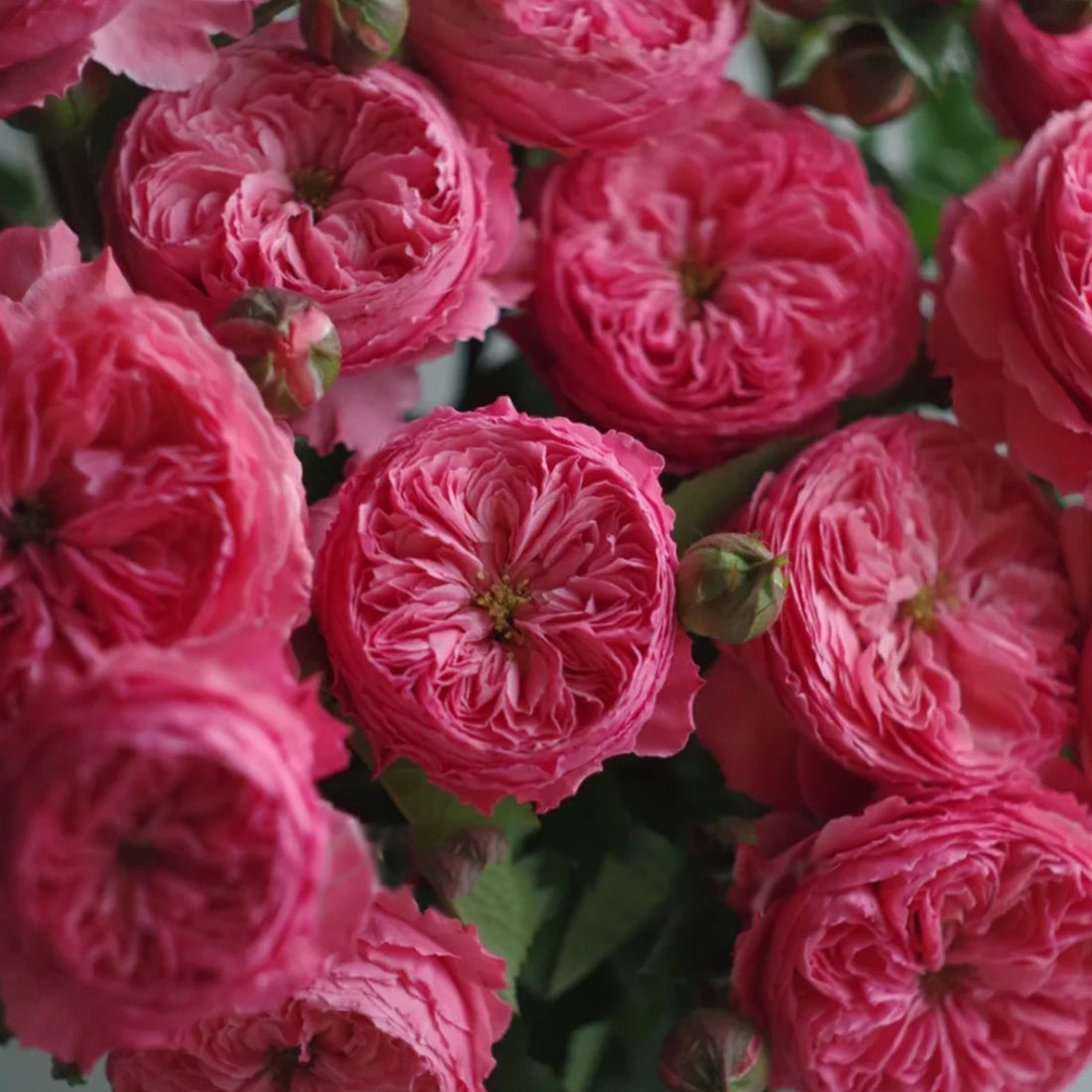 Flamingo Chinese Florist Shrub Rose