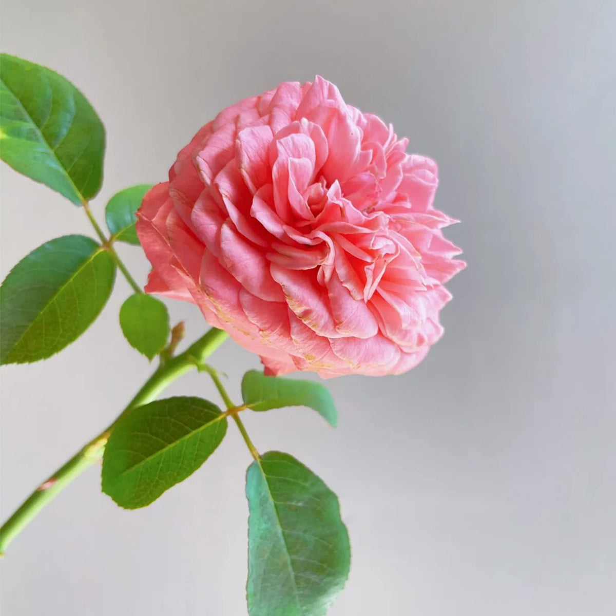 Flamingo Chinese Florist Shrub Rose