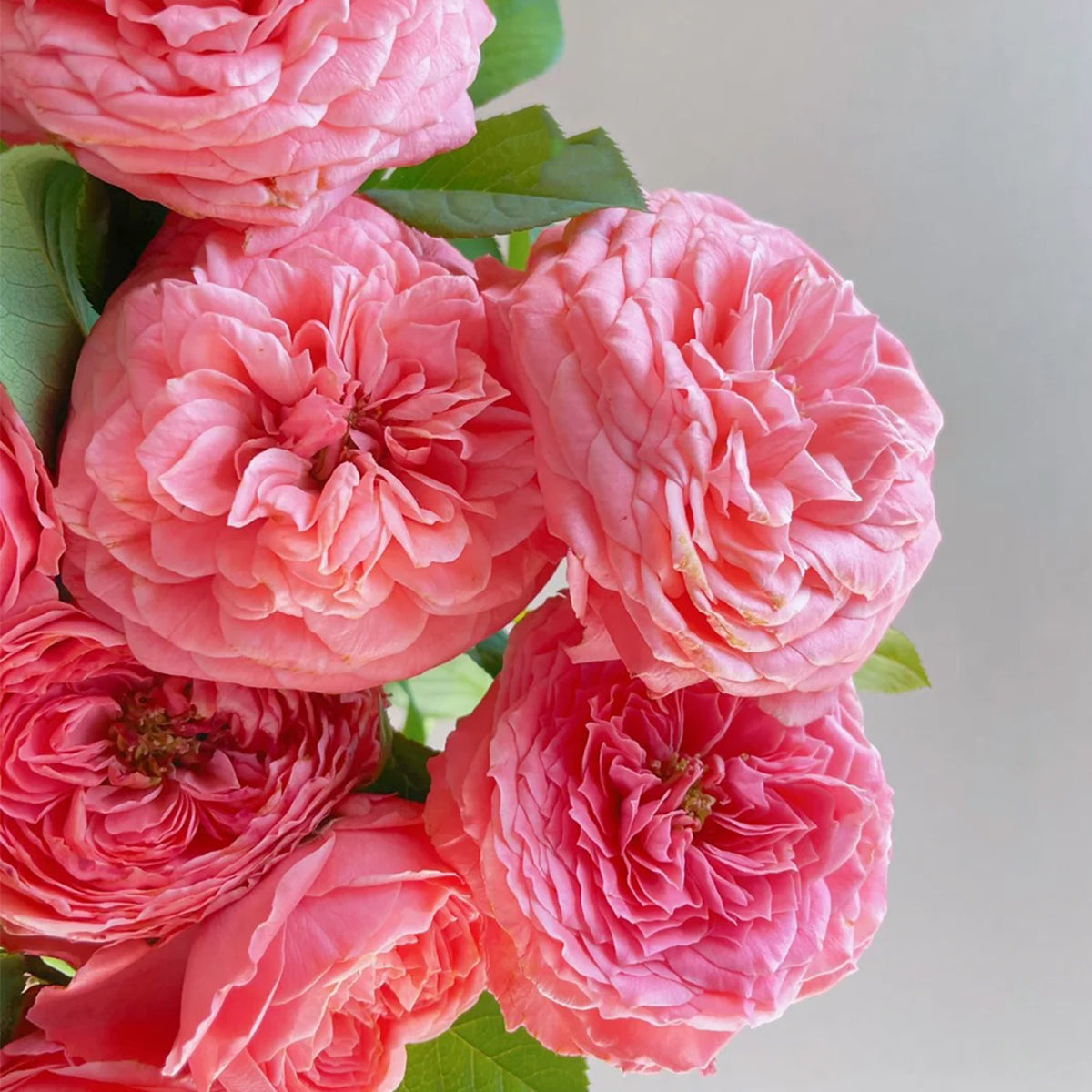 Flamingo Chinese Florist Shrub Rose
