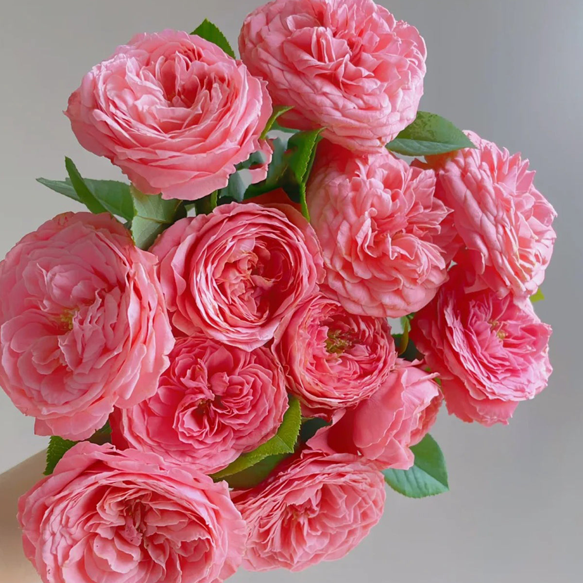 Flamingo Chinese Florist Shrub Rose