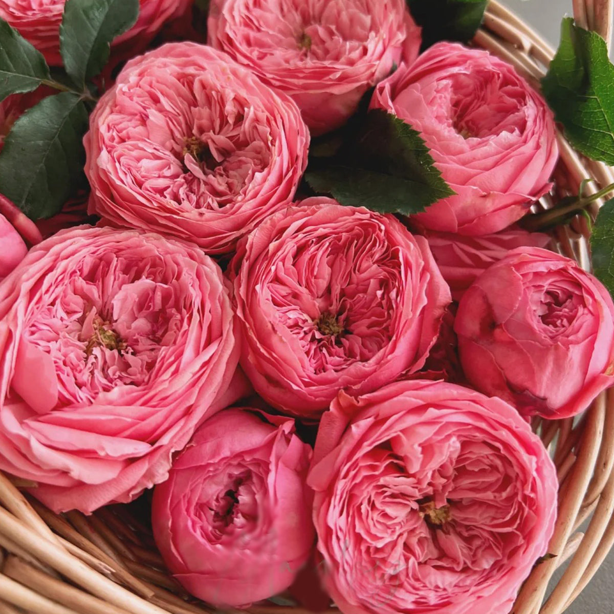 Flamingo Chinese Florist Shrub Rose