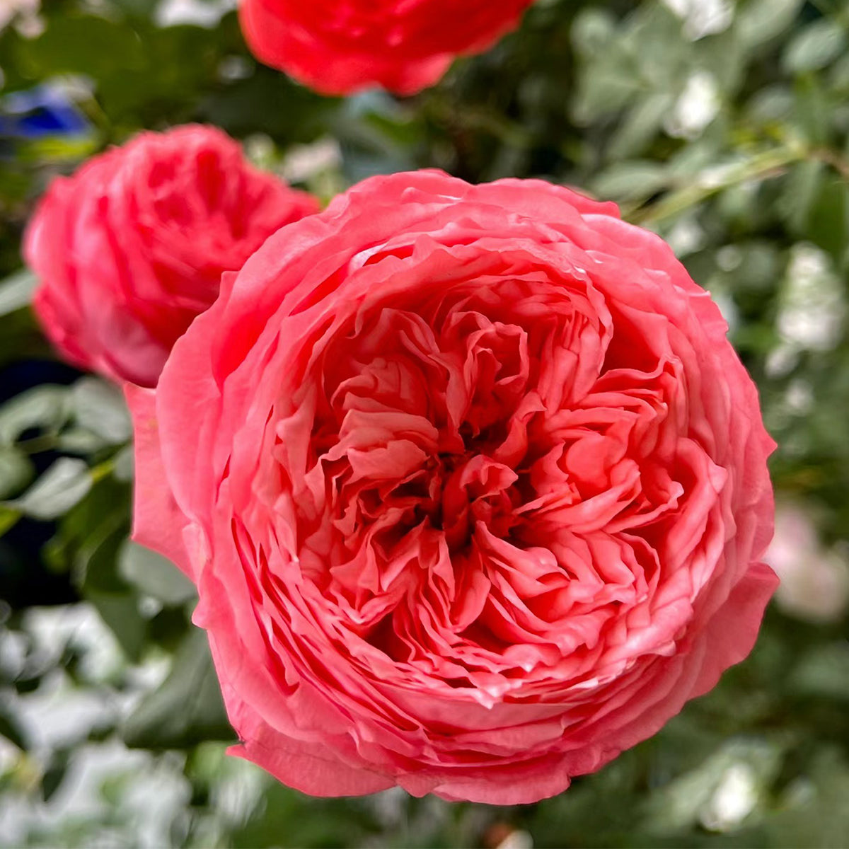Flamingo Chinese Florist Shrub Rose
