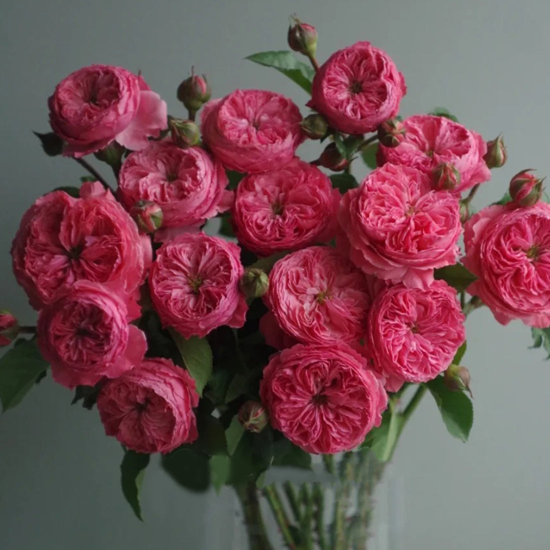 Flamingo Chinese Florist Shrub Rose