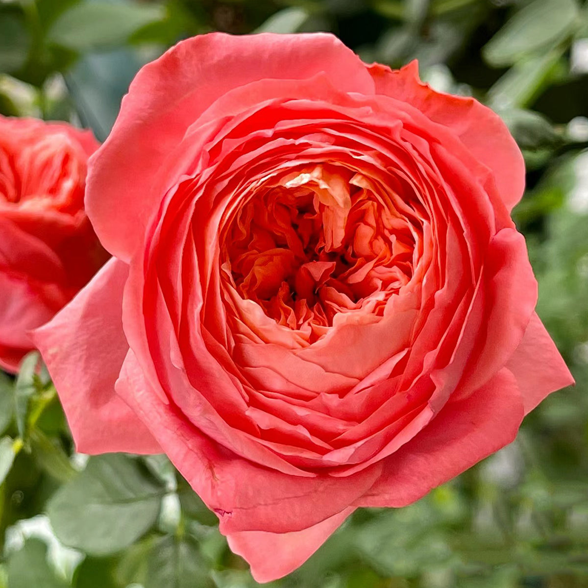 Flamingo Chinese Florist Shrub Rose