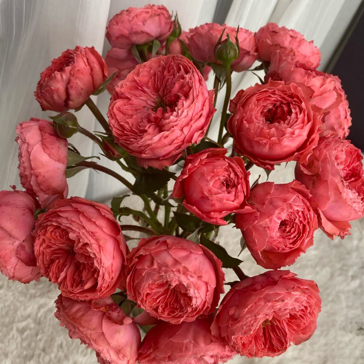 Flamingo Chinese Florist Shrub Rose
