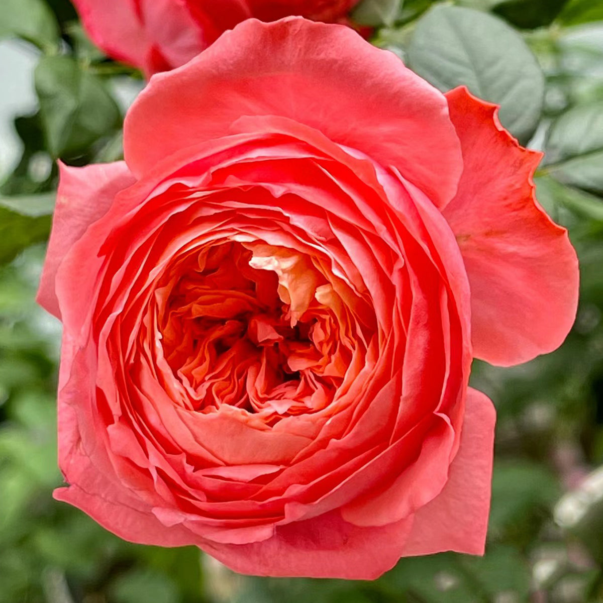 Flamingo Chinese Florist Shrub Rose