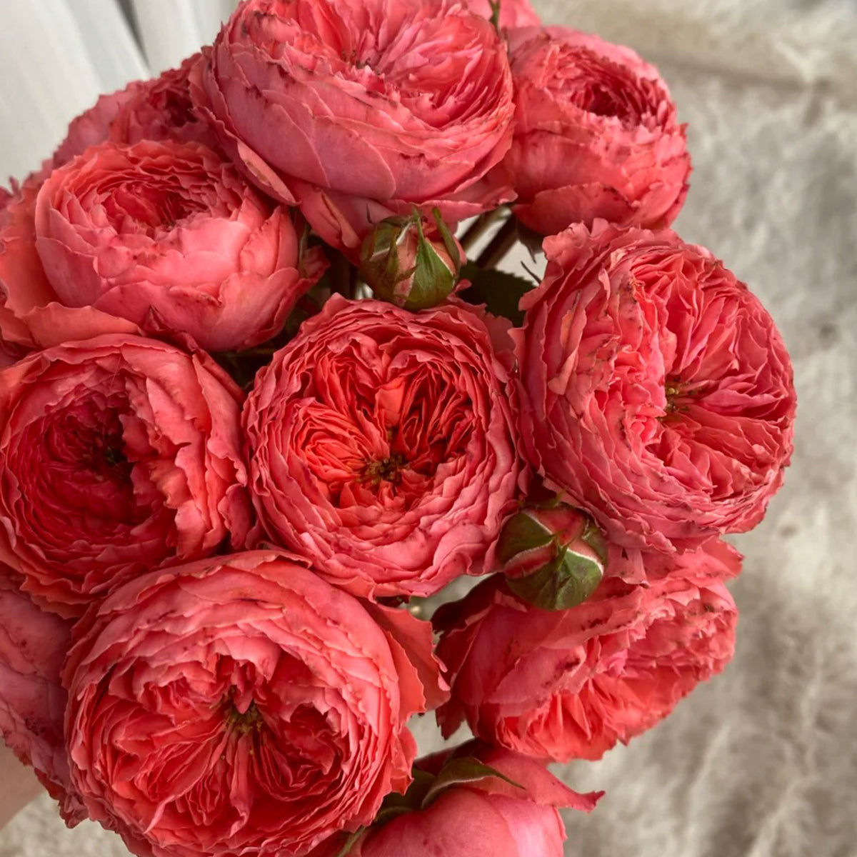 Flamingo Chinese Florist Shrub Rose