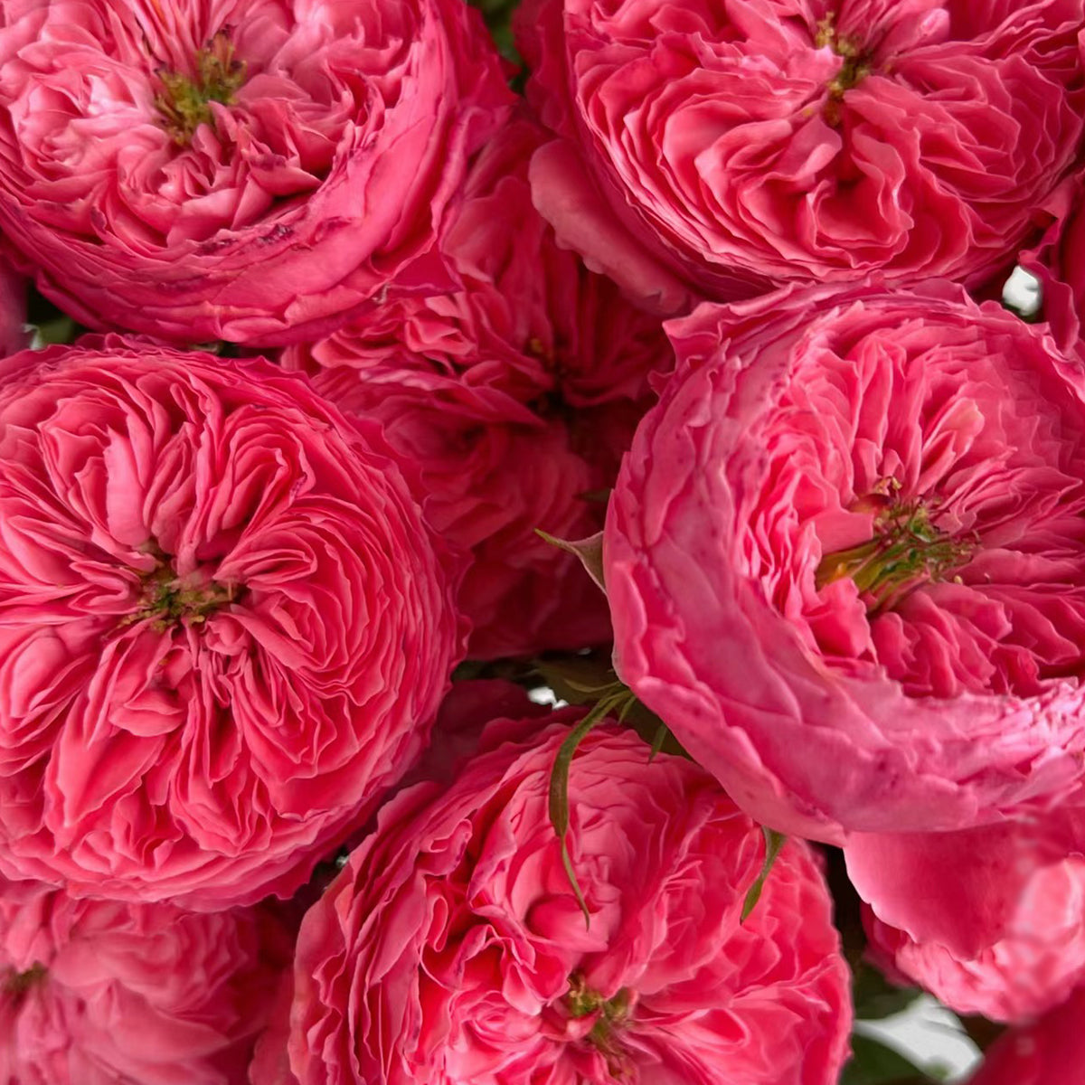 Flamingo Chinese Florist Shrub Rose
