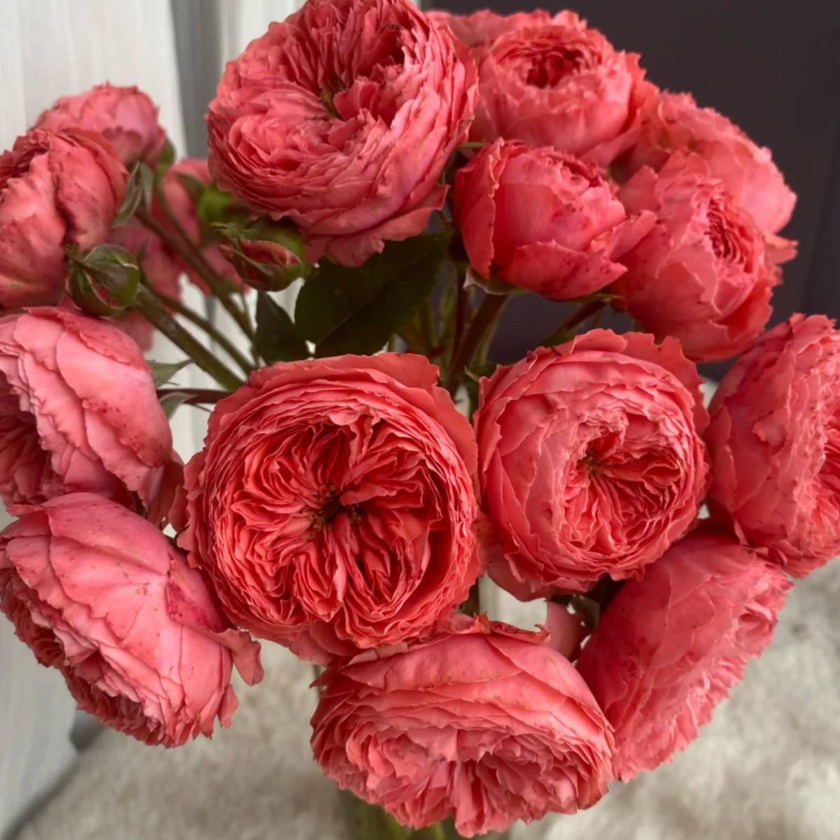 Flamingo Chinese Florist Shrub Rose