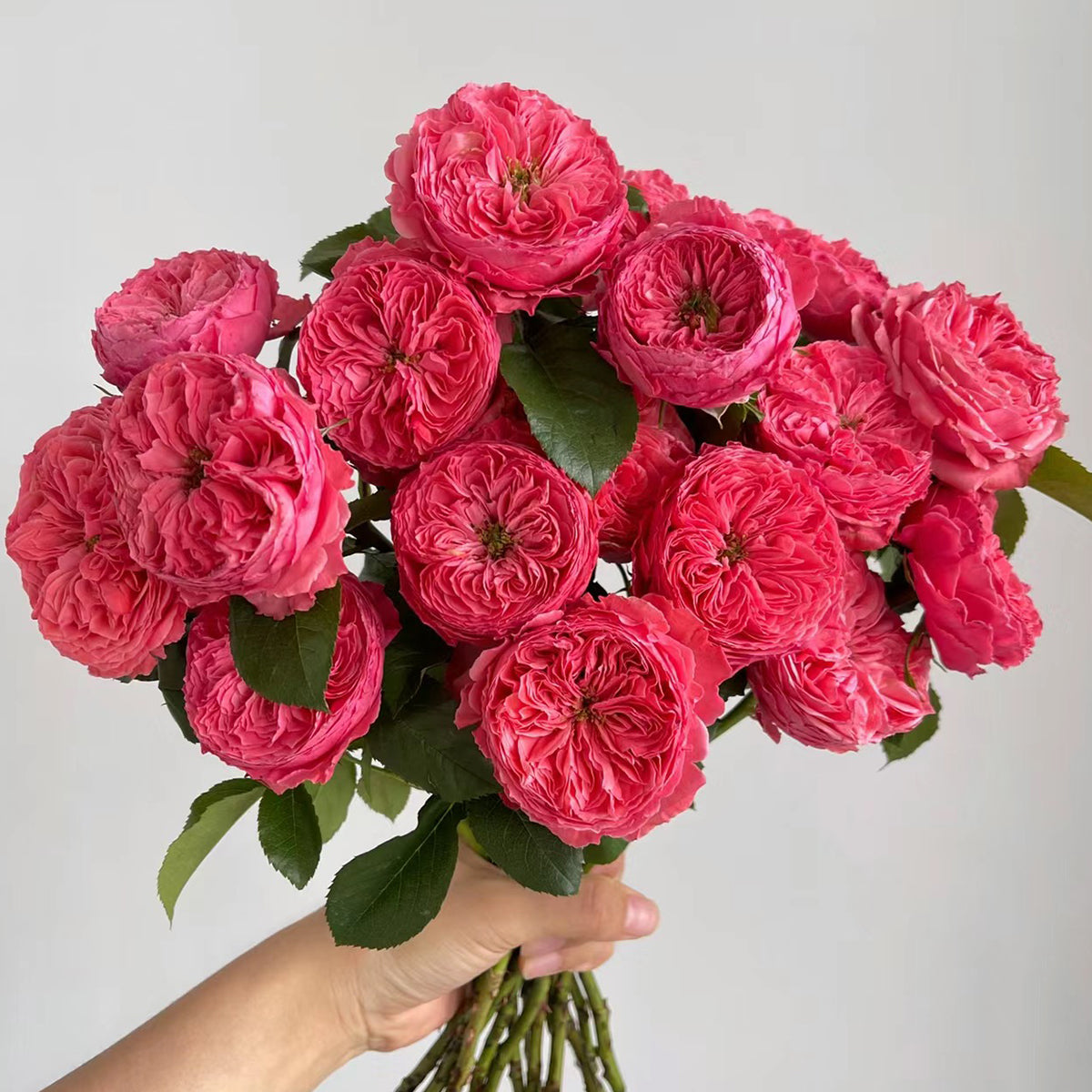 Flamingo Chinese Florist Shrub Rose