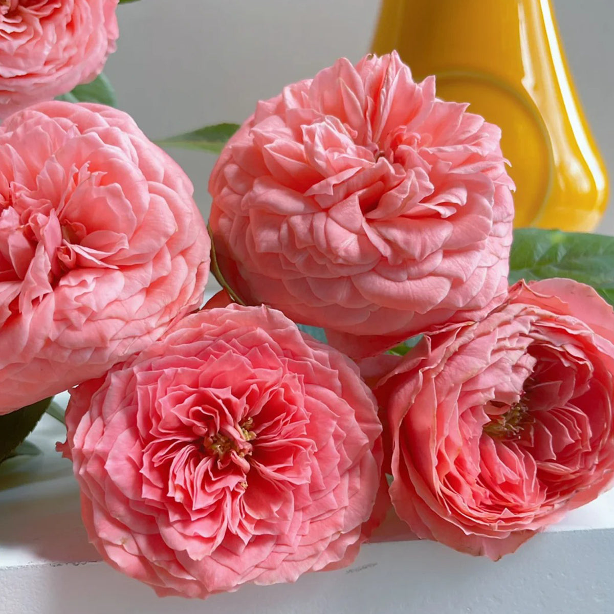 Flamingo Chinese Florist Shrub Rose