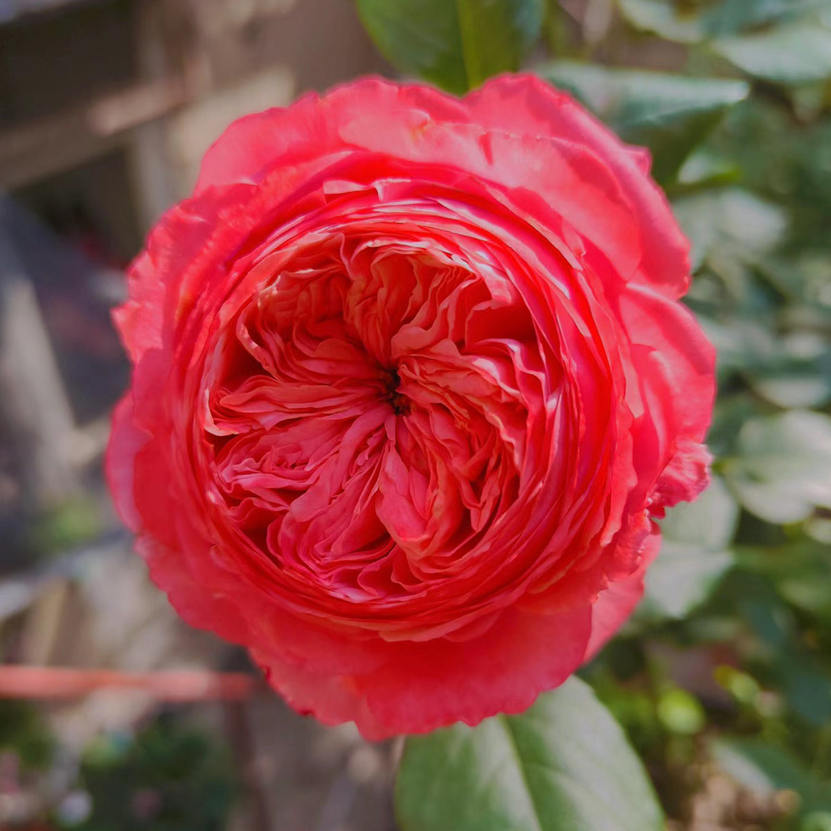 Flamingo Chinese Florist Shrub Rose