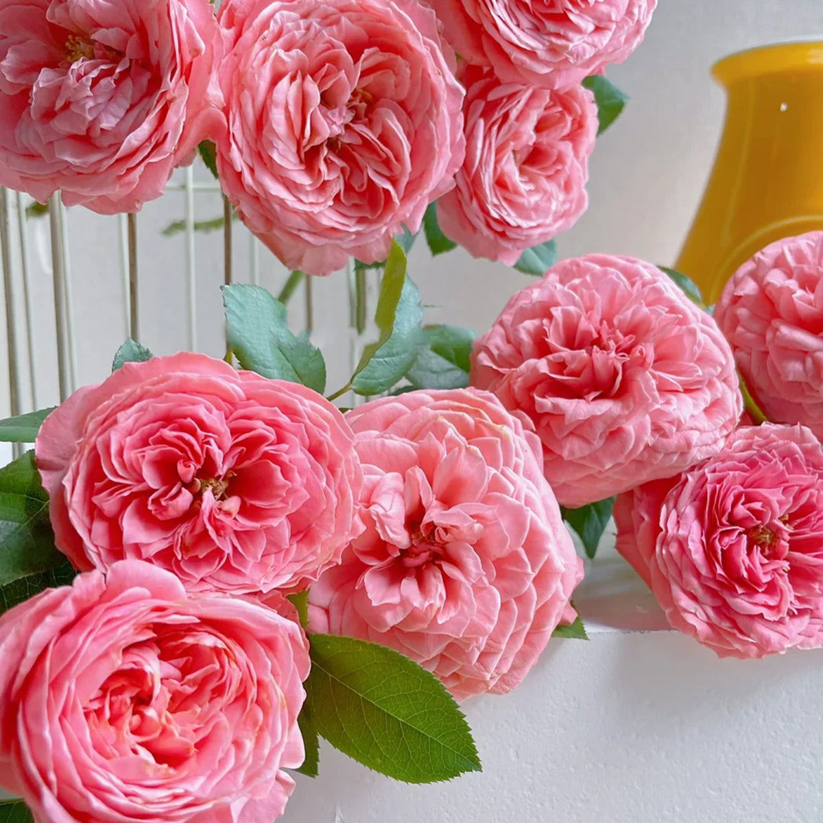 Flamingo Chinese Florist Shrub Rose