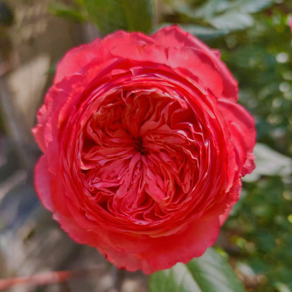 Flamingo Chinese Florist Shrub Rose