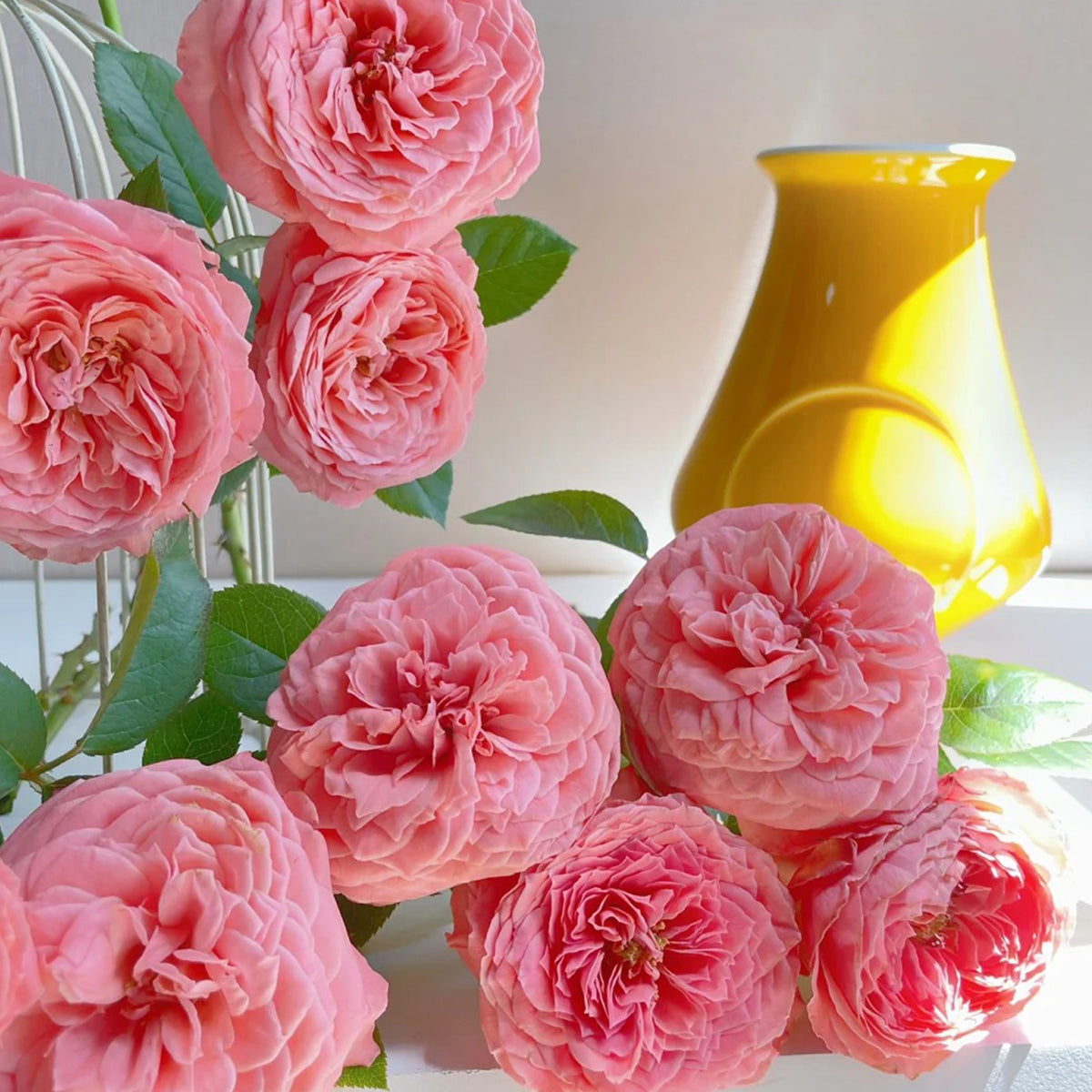 Flamingo Chinese Florist Shrub Rose