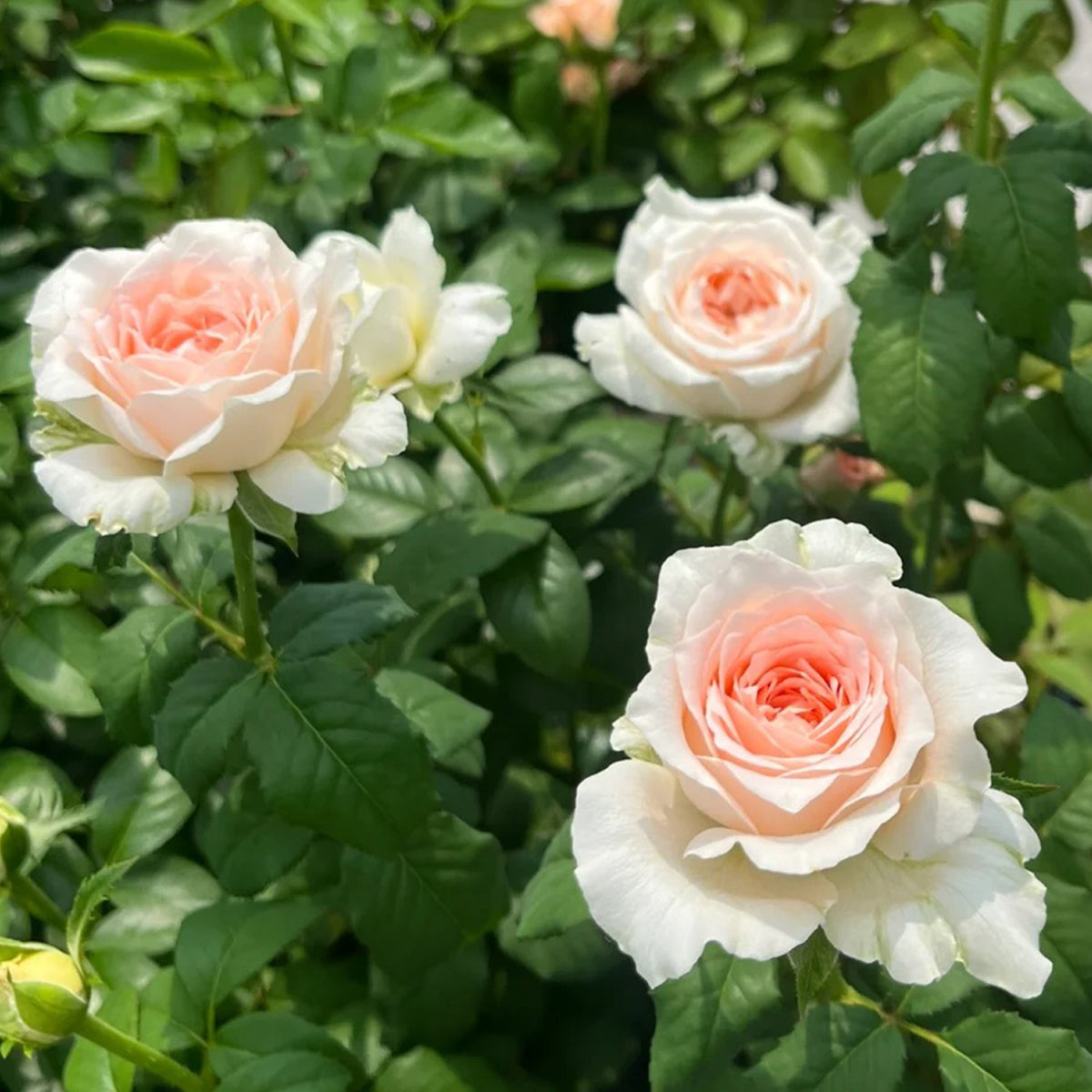 Flow Japanese Florist Shrub Rose
