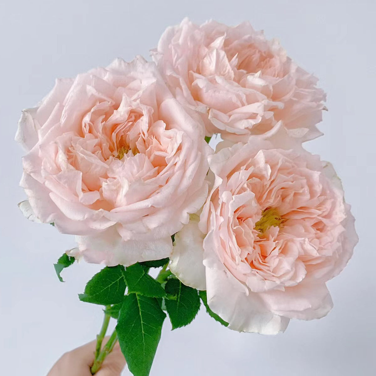 Flow Japanese Florist Shrub Rose