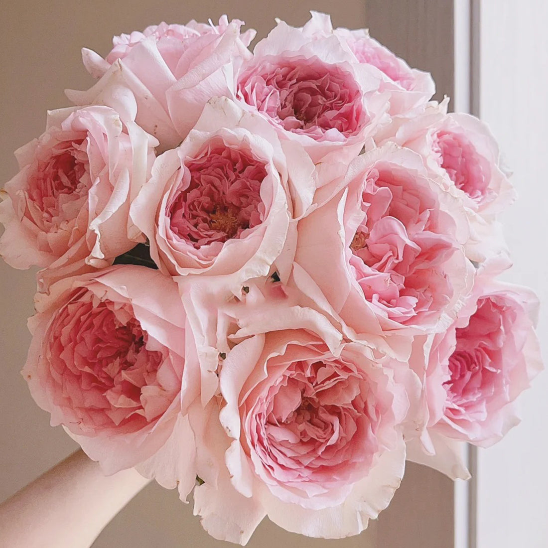 Flow Japanese Florist Shrub Rose