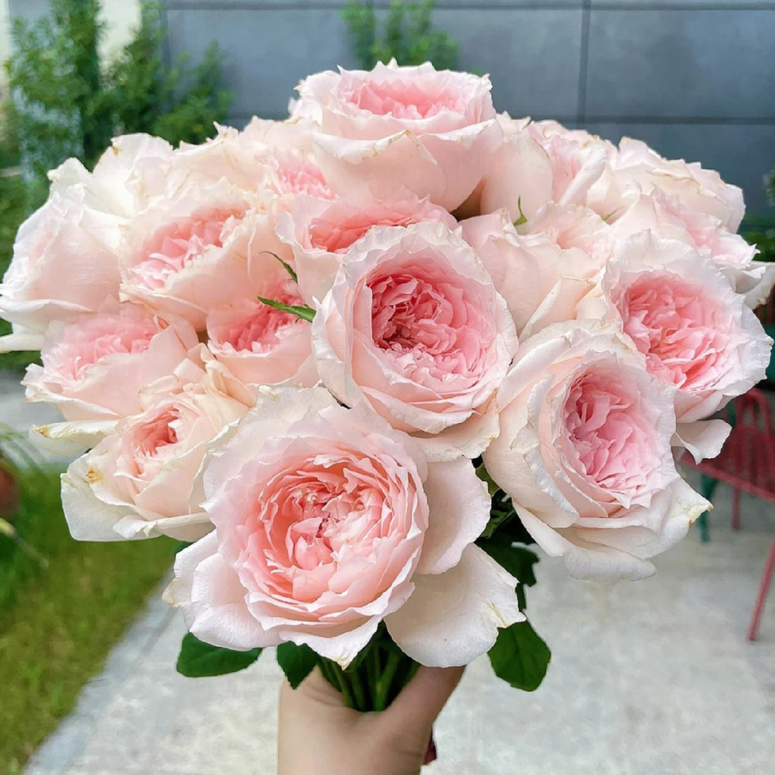 Flow Japanese Florist Shrub Rose