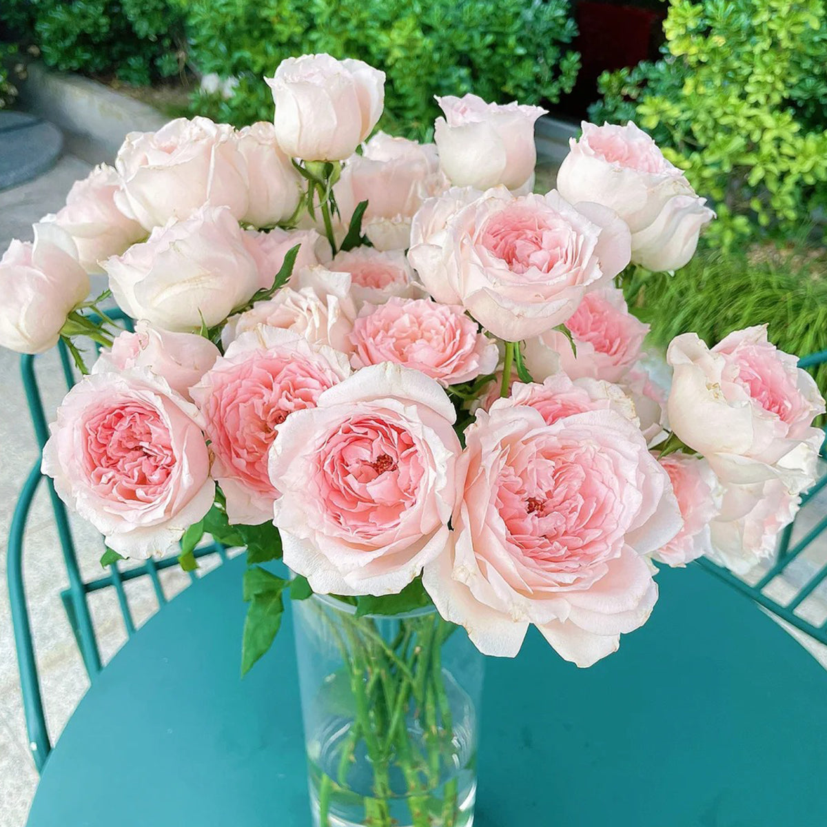 Flow Japanese Florist Shrub Rose