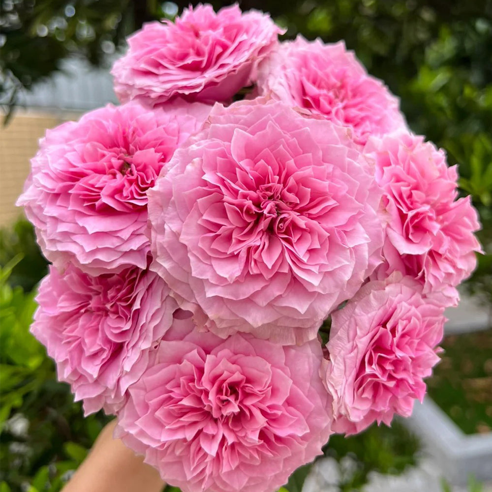 Forbidden Parfum Rose Victoria's Secret Forbidden Rose Body Mist