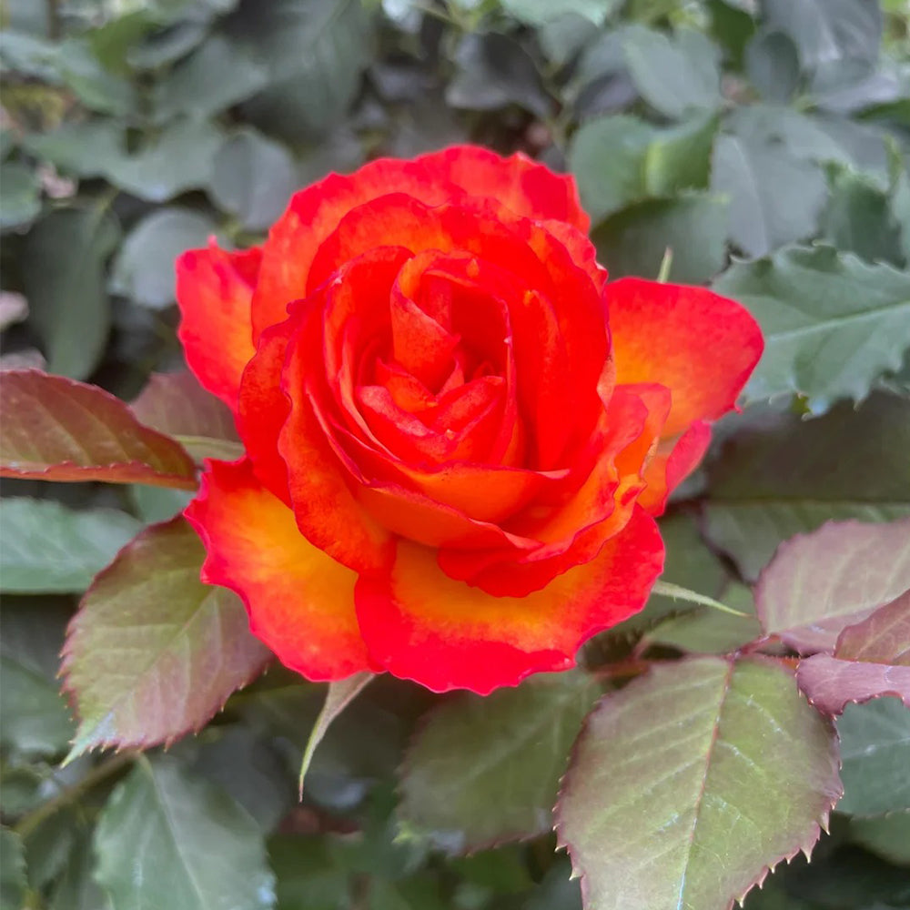 Denmark Garden Shrub Rose Inspired by Forever Estoril