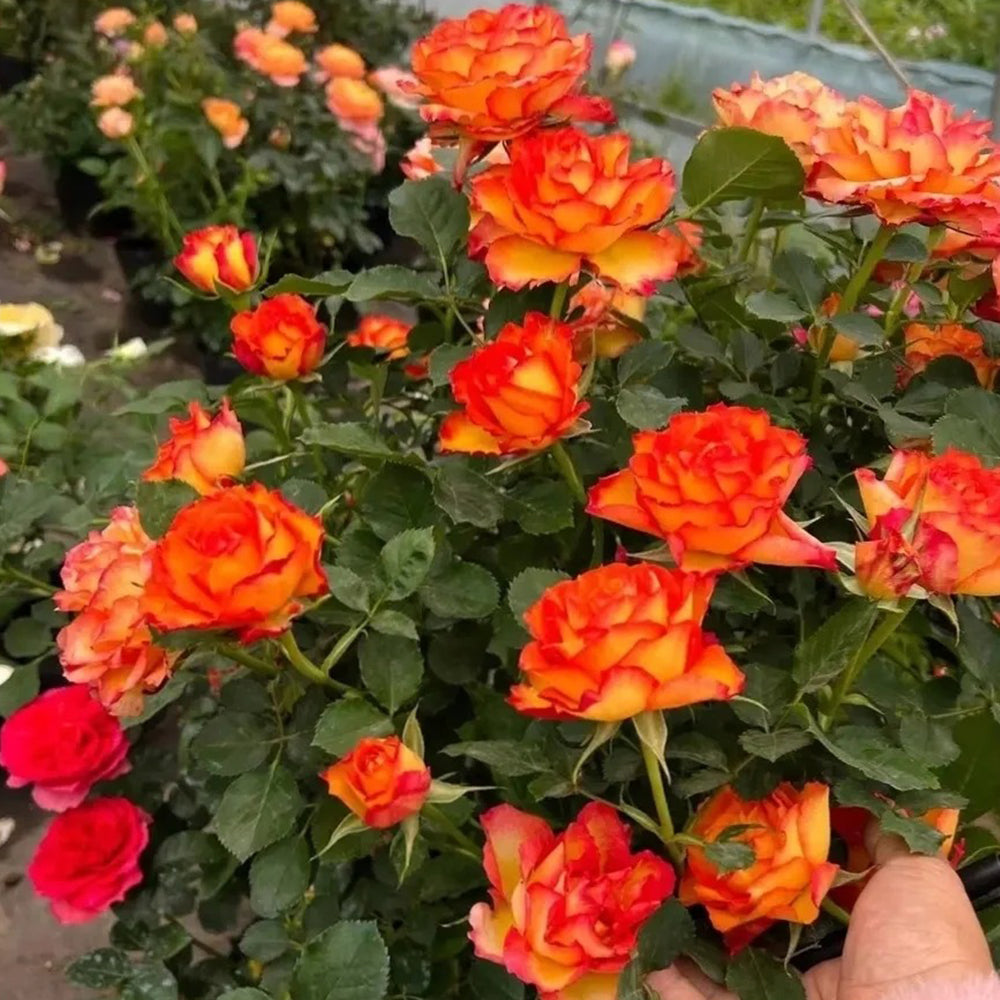 Denmark Garden Shrub Rose Inspired by Forever Estoril