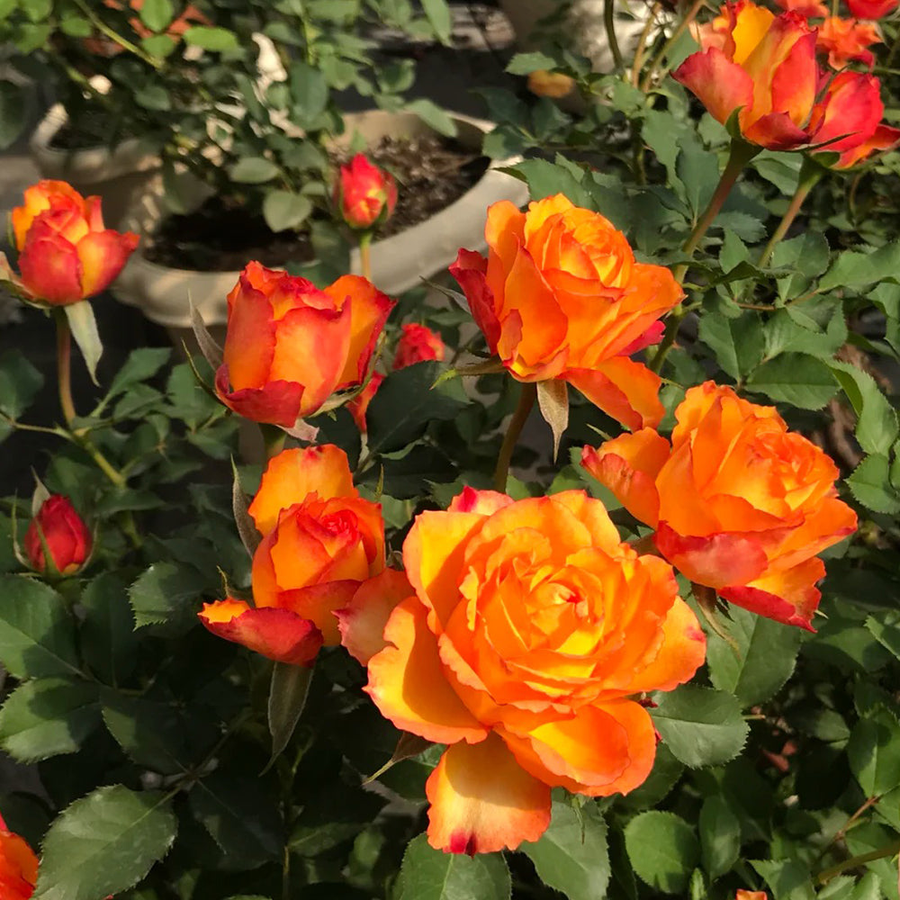 Denmark Garden Shrub Rose Inspired by Forever Estoril