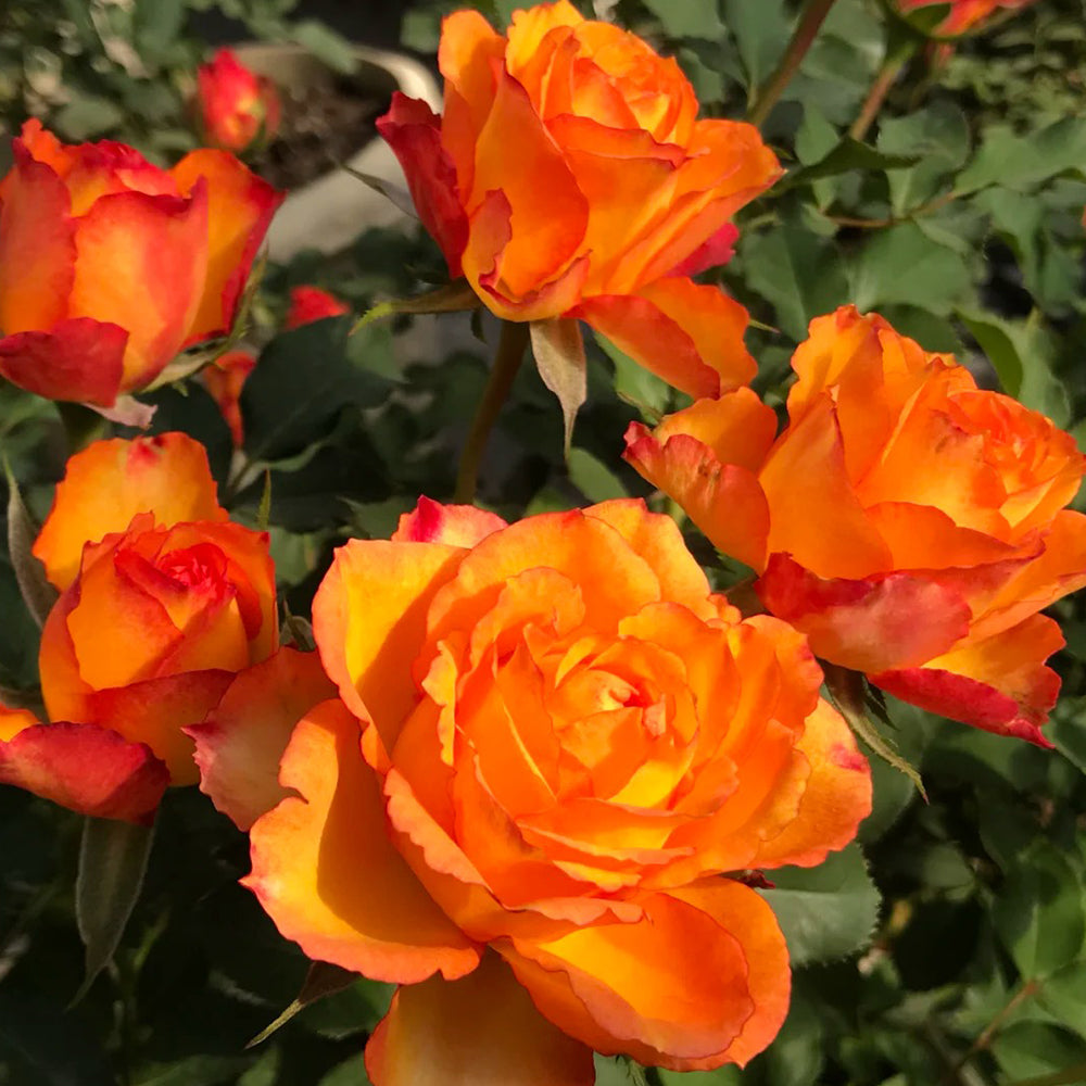 Denmark Garden Shrub Rose Inspired by Forever Estoril