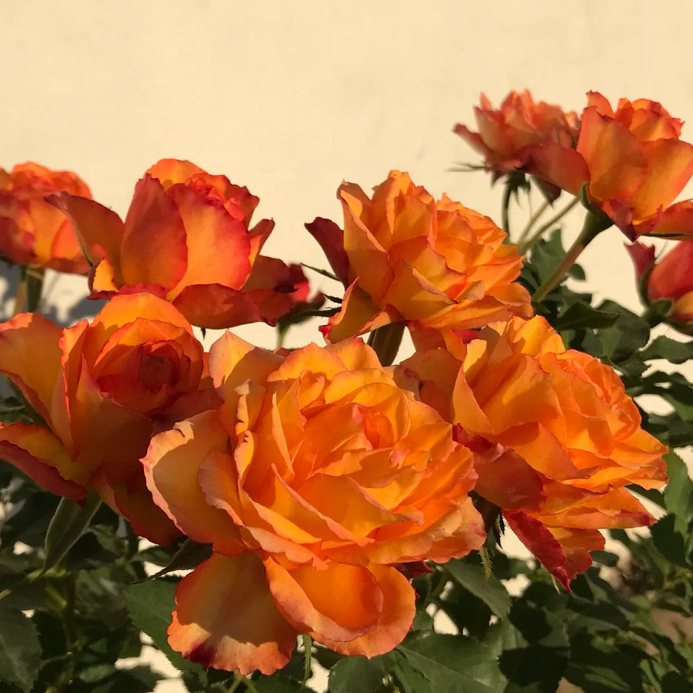 Denmark Garden Shrub Rose Inspired by Forever Estoril