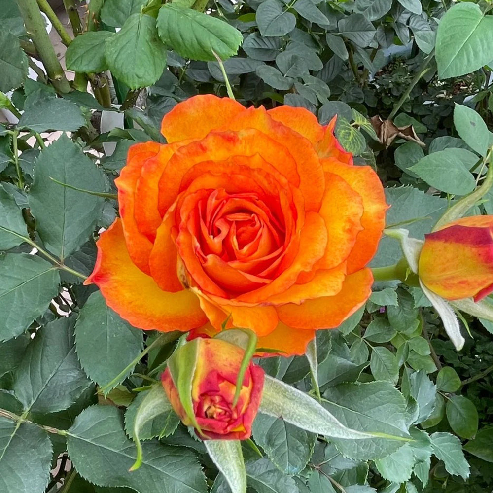 Denmark Garden Shrub Rose Inspired by Forever Estoril
