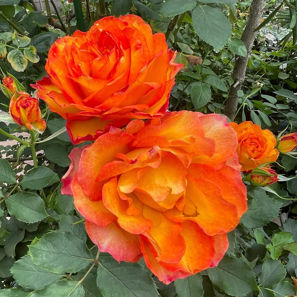 Denmark Garden Shrub Rose Inspired by Forever Estoril