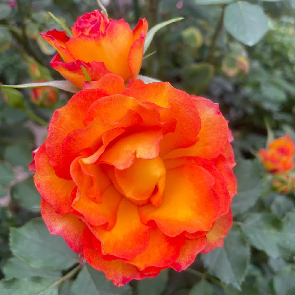 Denmark Garden Shrub Rose Inspired by Forever Estoril