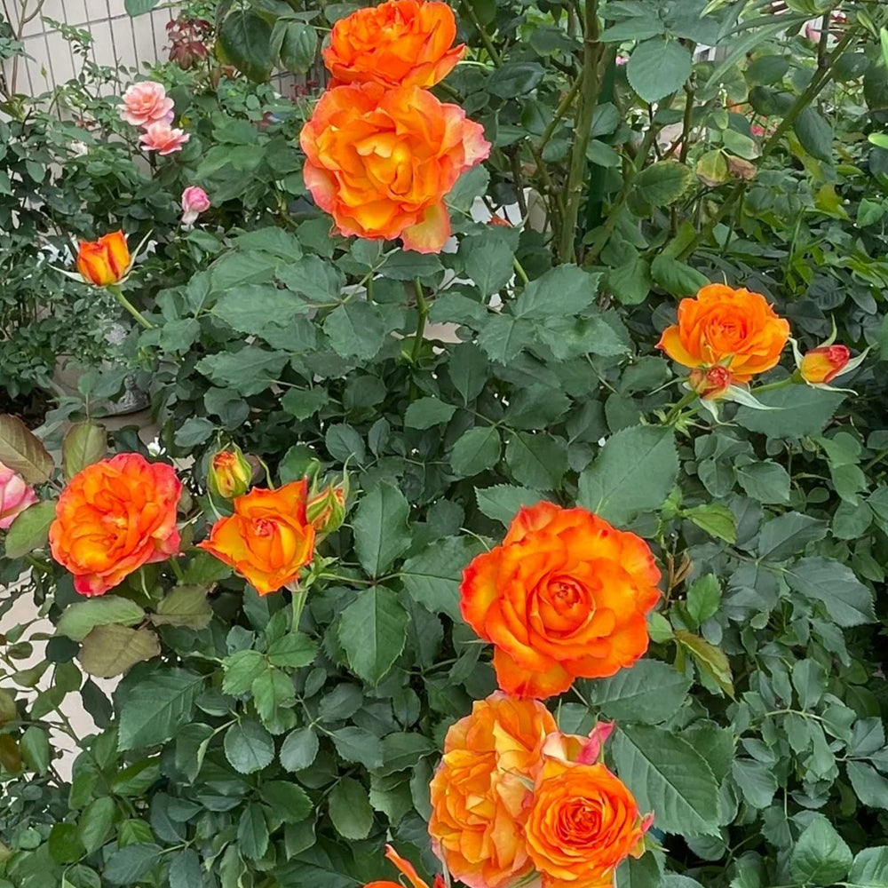 Denmark Garden Shrub Rose Inspired by Forever Estoril