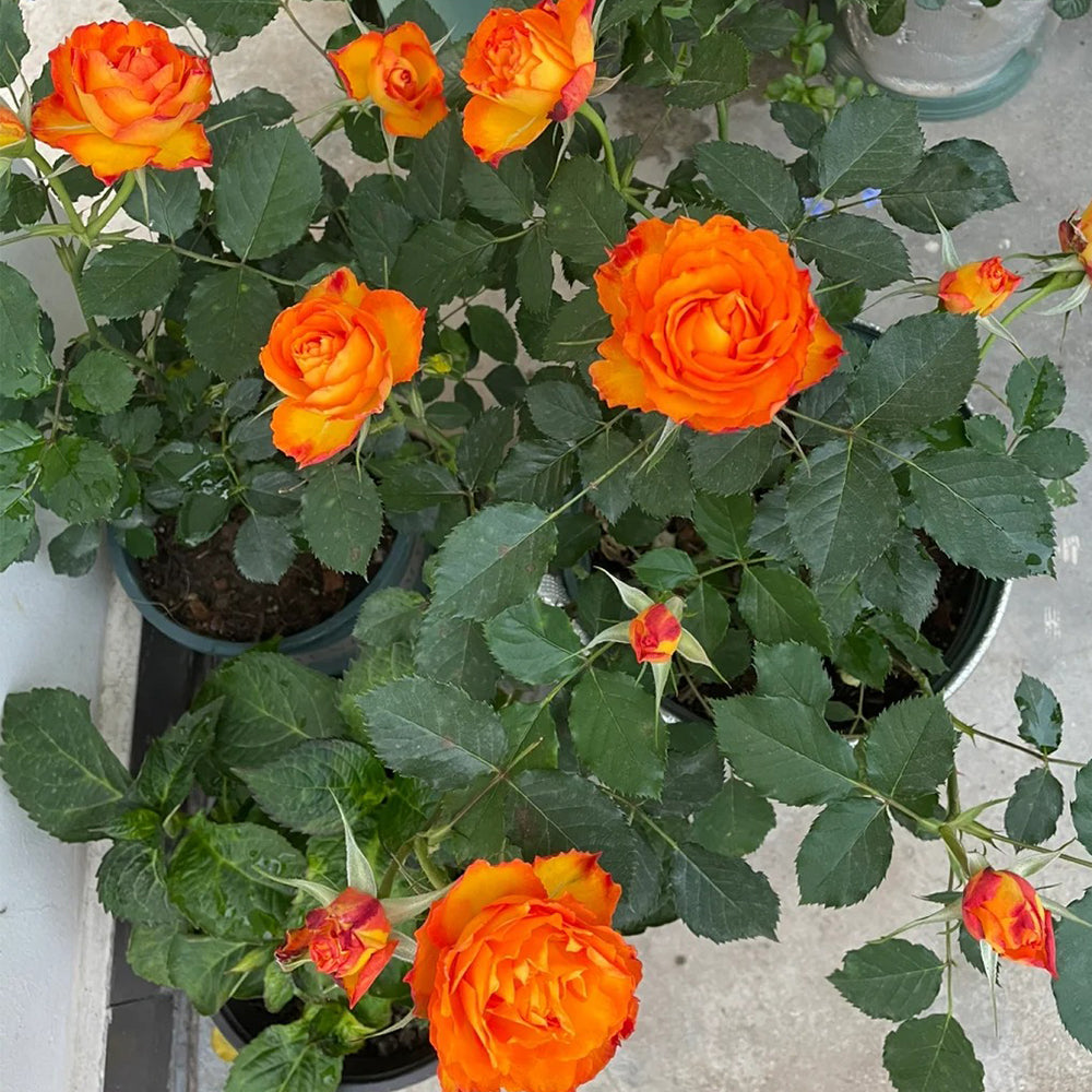 Denmark Garden Shrub Rose Inspired by Forever Estoril