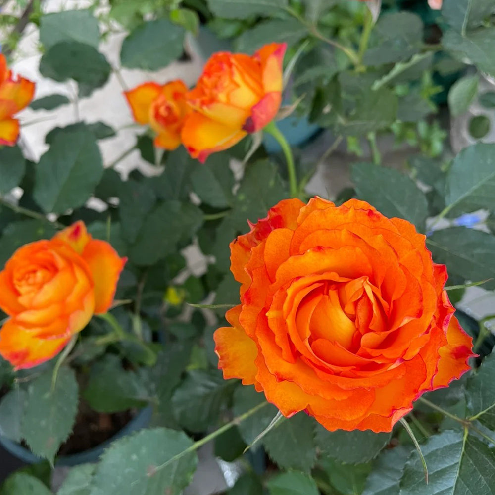 Denmark Garden Shrub Rose Inspired by Forever Estoril