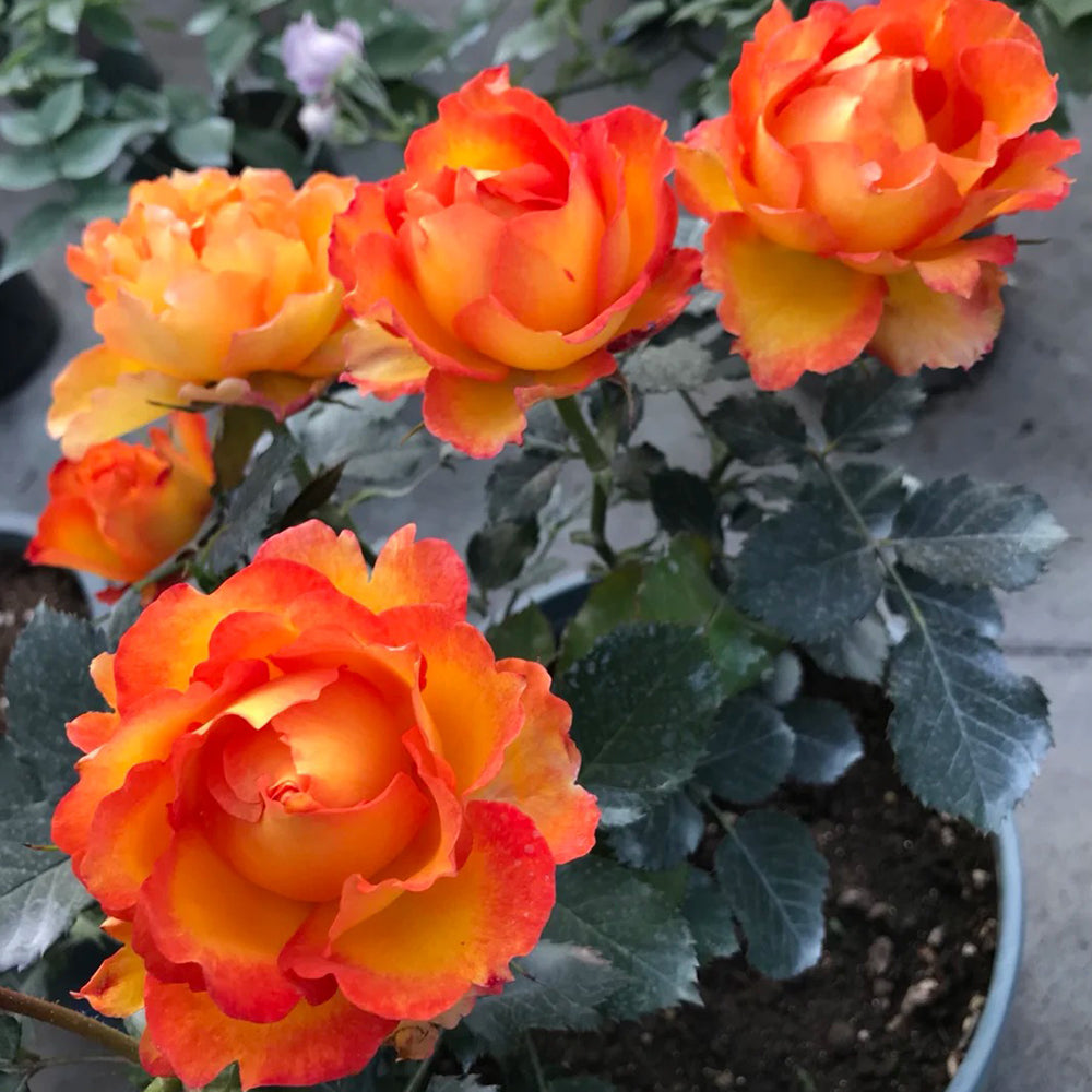 Denmark Garden Shrub Rose Inspired by Forever Estoril