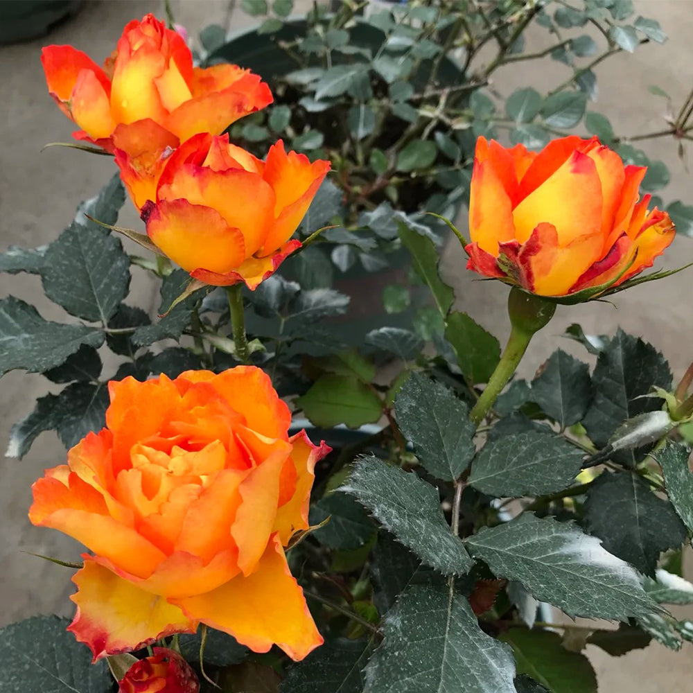 Denmark Garden Shrub Rose Inspired by Forever Estoril